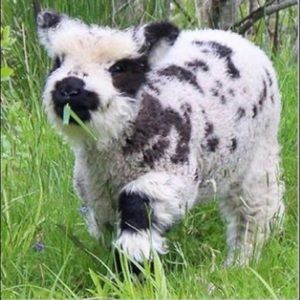 Meet your Posher, Miriam